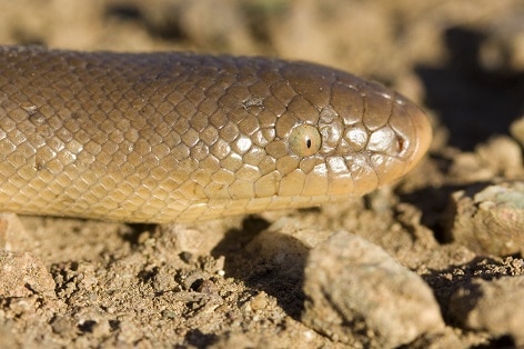 northern rubber boa charina bottae