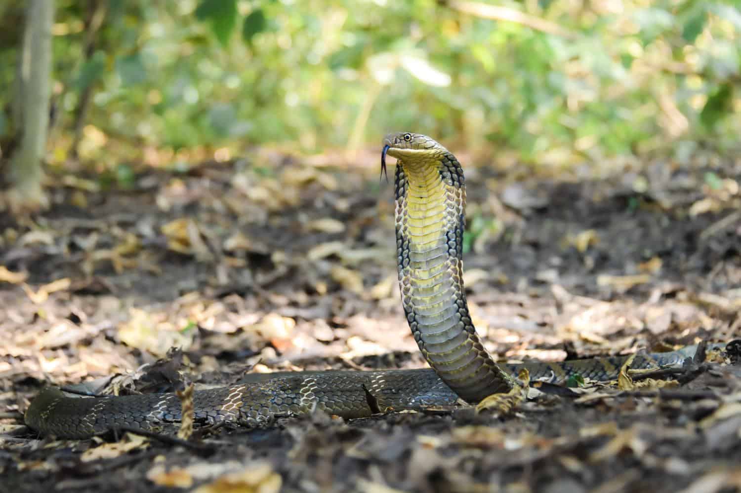 ophiophagus hannah venomous thailand snakes