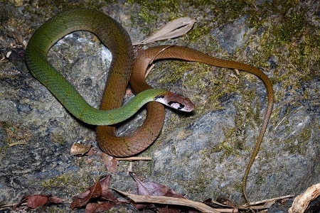 rhabdophis nigrocinctus venomous thailand snakes