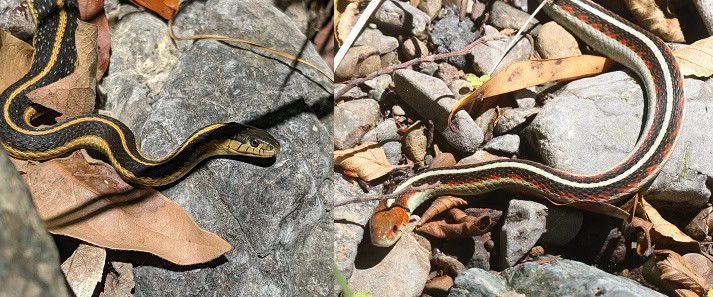 thamnophis sirtalis atratus california comparison
