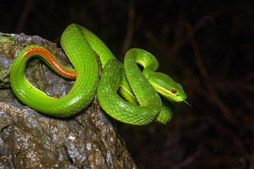 trimeresurus guoi venomous thailand snakes