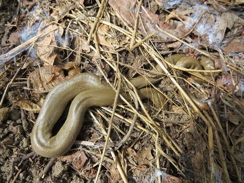 usa Rubber Boa Charina bottae