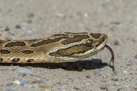 venomous pit viper bothrops alternatus