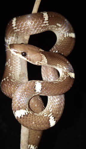 wolf snake lycodon aulicus india