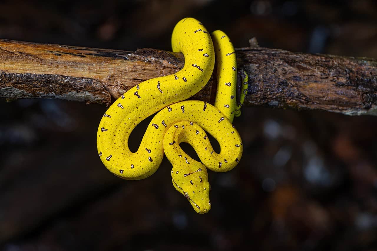 yellow juvenile colour Morelia viridis