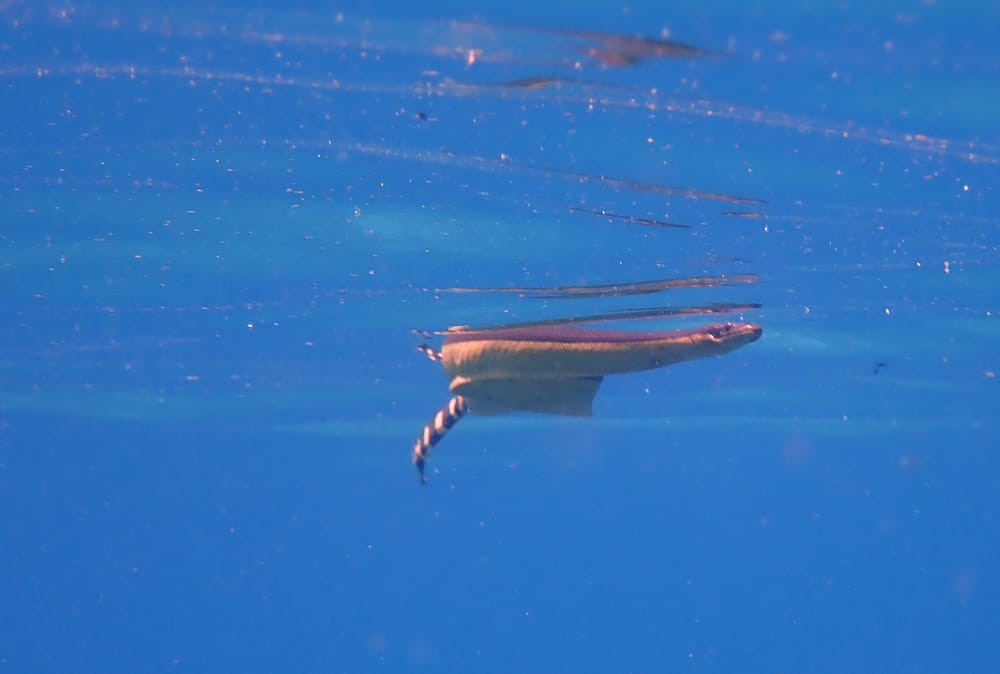 yellow sea snake hyrophis platurus