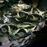 Bothrops jararacussu Instituto Butantan brazil