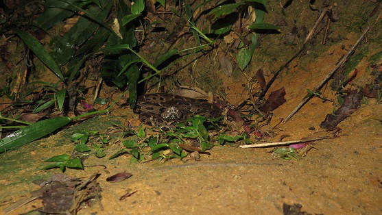 Bothrops jararacussu venomous pitviper brazil