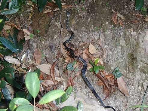 Broad-headed Snake (Hoplocephalus bungaroides)