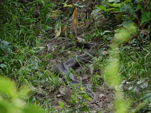 Burmese Python Python bivittatus camouflage