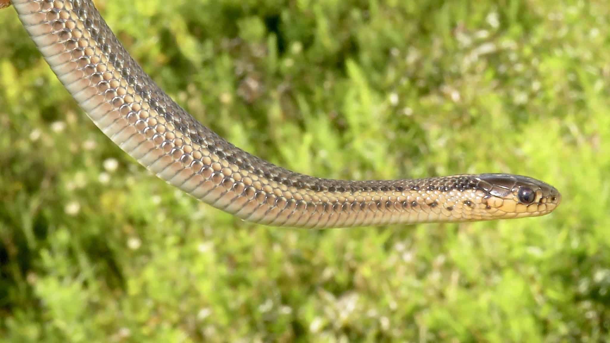 Butler's Garter Snake Thamnophis butleri