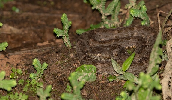 Common Lancehead Bothrops atrox camouflage