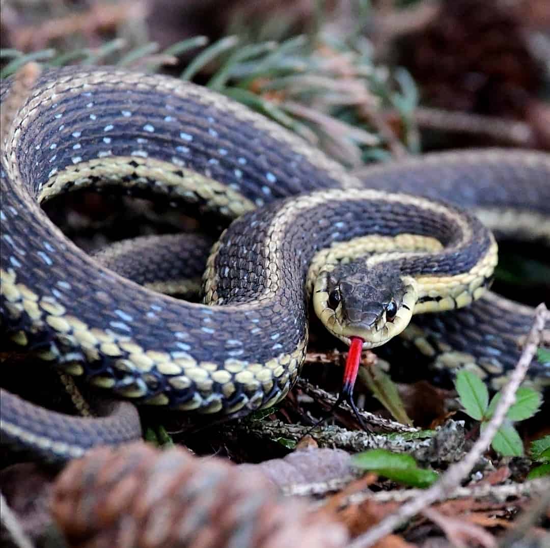 Eastern Garter Snake Thamnophis sirtalis