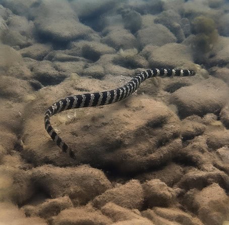 Eastern Turtle-headed Sea Snake Emydocephalus