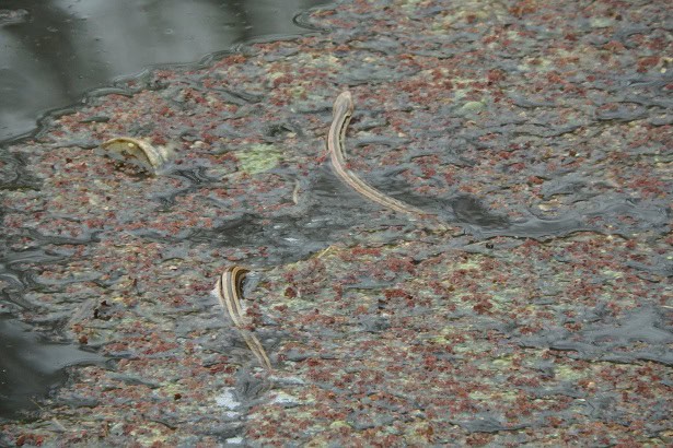 Frog-eating Rat Snake Oocatochus rufodorsatus