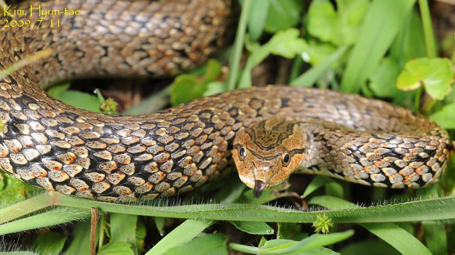 Frog-eating Ratsnake Oocatochus rufodorsatus