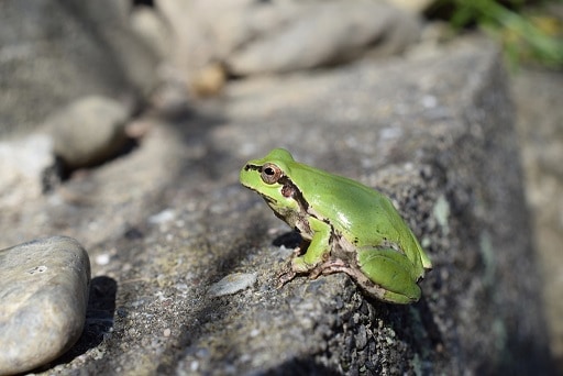 Gloydius ussuriensis japanese tree frog