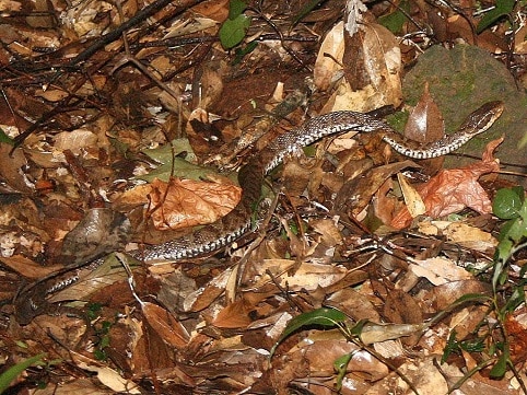 Gloydius ussuriensis ussuri pitviper forest