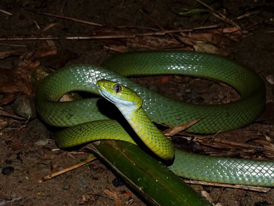 Green Cat Snake Boiga cyanea india