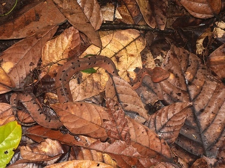 Hognose Viper Porthidium nasutum camouflage