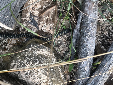 Hoplocephalus bungaroides (broad headed snake)