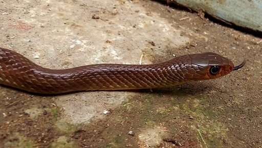 Indochinese Rat Snake Ptyas korros
