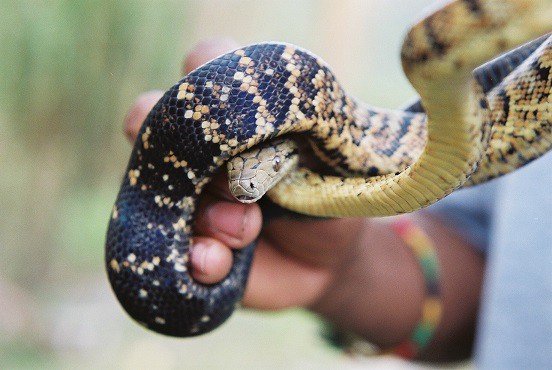 Jamaican Boa Chilabothrus subflavus