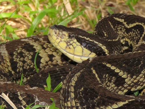 Jararacussu (Bothrops jararacussu) Brazilian snake