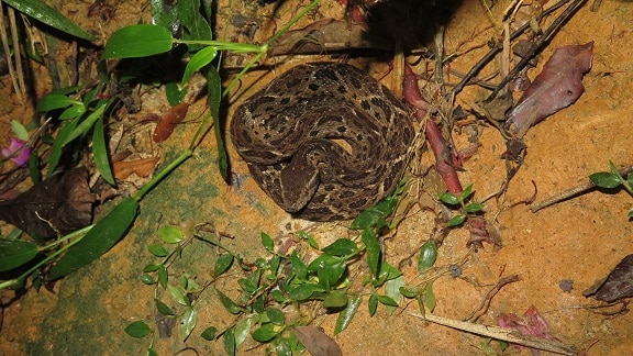 Jararacussu Bothrops jararacussu venomous