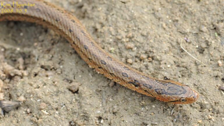 10 Facts About The Chinese Garter Snake - Snake Radar