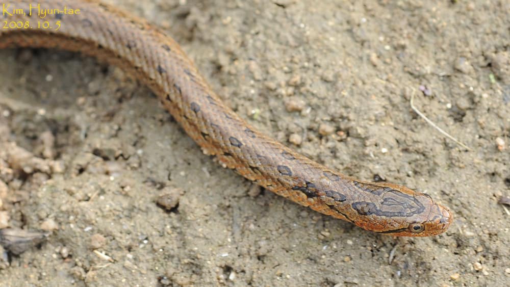 Oocatochus rufodorsatus Frog-eating Rat Snake