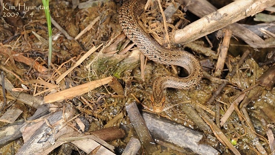 chinese garter snake, Oocatochus rufodorsatus