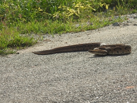 Russell's Viper Daboia russelii agriculture