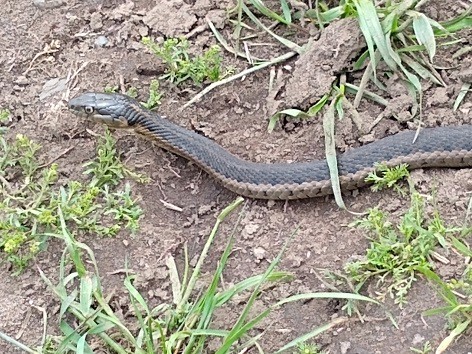 Sierra Garter Snake Thamnophis couchii