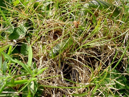 Smooth Greensnake Opheodrys vernalis camouflage