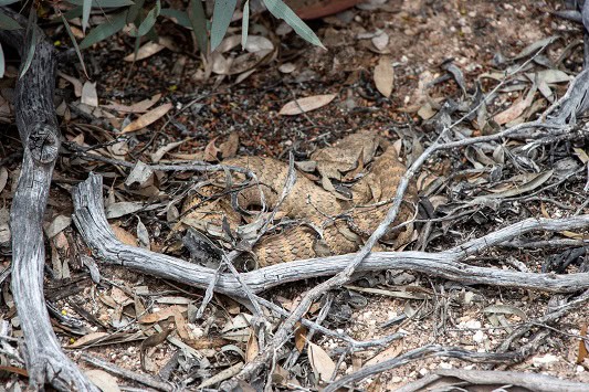 Southern Death Adder Acanthophis antarcticus camouflage