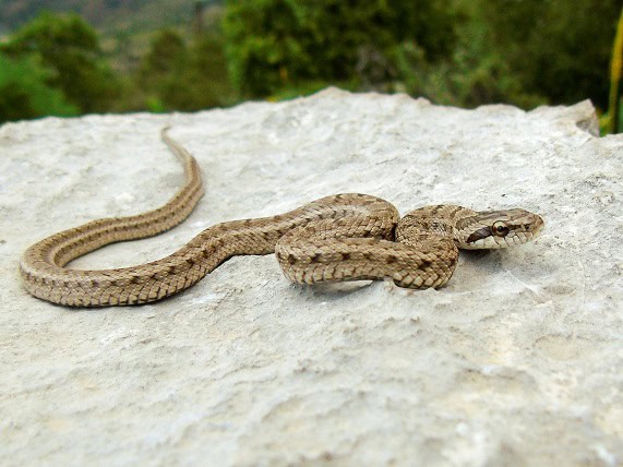 Steppe Ratsnake Elaphe dione asia