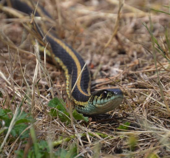 Thamnophis ordinoides garter snake