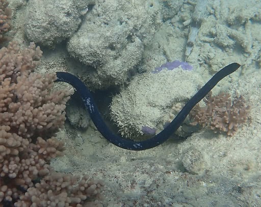 Turtle-headed Sea Snake Emydocephalus annulatus black