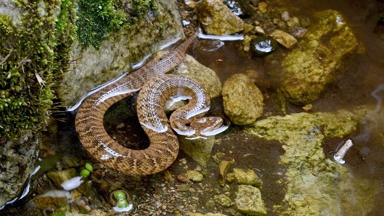 Ussuri Mamushi Gloydius ussuriensis asia