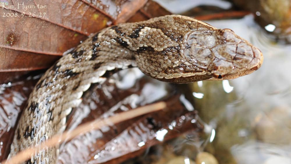 Ussuri Mamushi Gloydius ussuriensis head