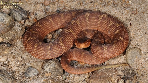 Ussuri pitviper Gloydius ussuriensis mamushi