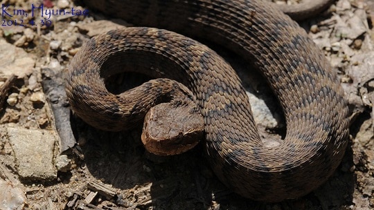 Ussuri pitviper mamushi Gloydius ussuriensis