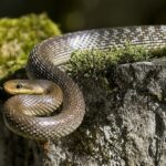 Zamenis longissimus aesculapian snake invasion