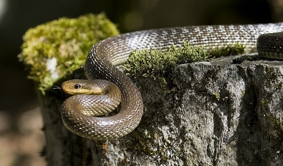 Zamenis longissimus aesculapian snake invasion