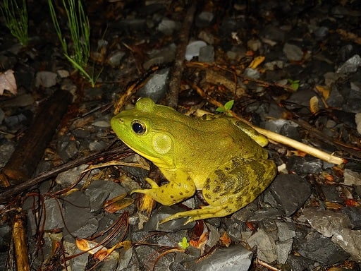 american bullfrog oocatochus rufodorsatus snake