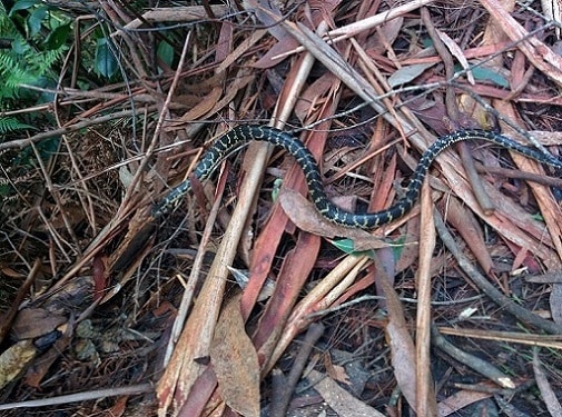 broad headed snake, Hoplocephalus bungaroides