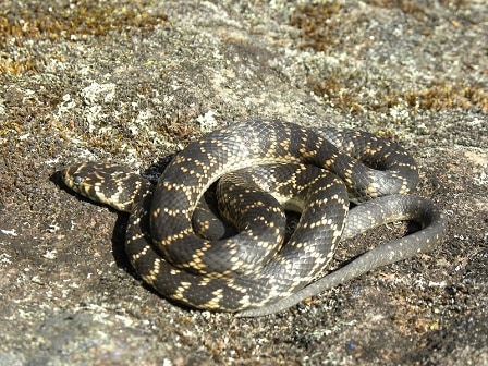 broad headed snake Hoplocephalus bungaroides