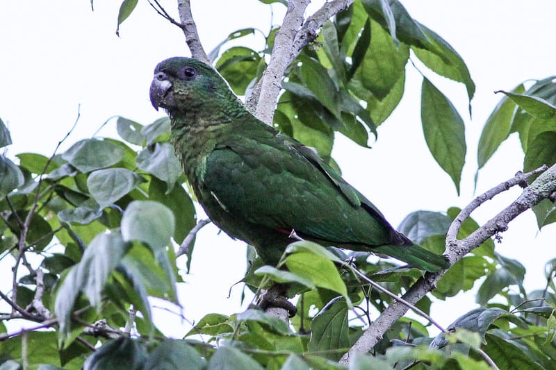 chilabothrus subflavus black billed parrot