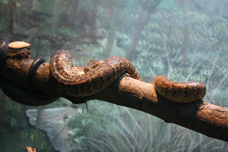 chilabothrus subflavus jamaican boa orange